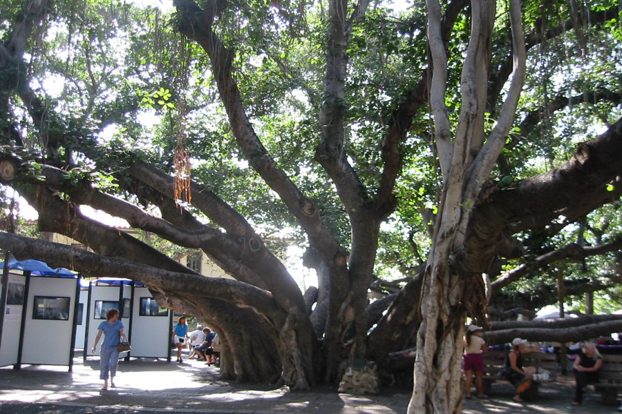 ../image/banyan tree in lahaina.jpg